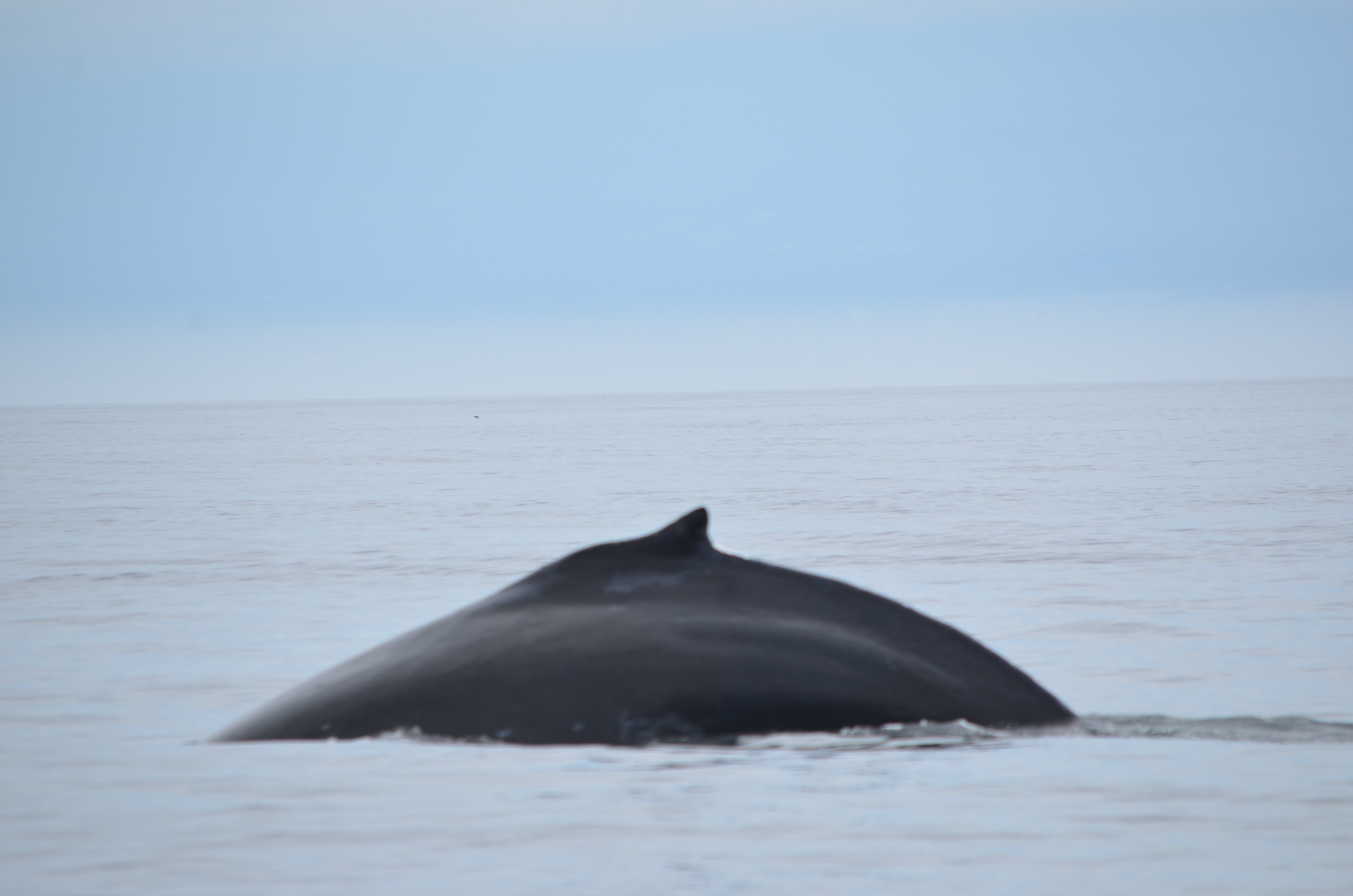 photos/wildlife/Mammal_Species/Humpback Whale/DSC_0113.JPG